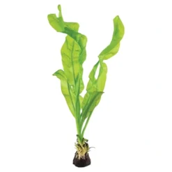 Outlet Tropica Akvarieplante Aponogeton ulvaceus i knold x 5 Akvarieplanter