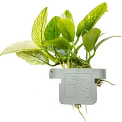 Tropica Akvarieplante Clips Anubias barteri var. nana 'Pinto' Akvarieplanter