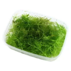 Outlet Tropica Akvarieplante i portion Ceratophyllum demersum Foxtail Akvarieplanter