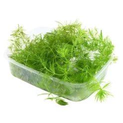 Outlet Tropica Akvarieplante i portion Ceratophyllum demersum Foxtail Akvarieplanter