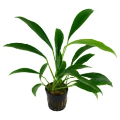 Hot Tropica Akvarieplante i potte Anubias barteri variant glabra Akvarieplanter|Terrarieplanter