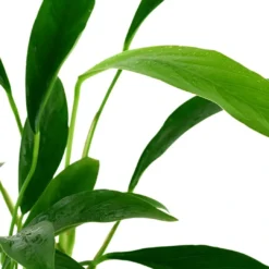 Hot Tropica Akvarieplante i potte Anubias barteri variant glabra Akvarieplanter|Terrarieplanter