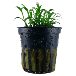 Outlet Tropica Akvarieplante i potte Cryptocoryne parva Akvarieplanter
