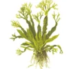 Outlet Tropica Akvarieplante i potte Microsorum pteropus Windeløv Akvarieplanter