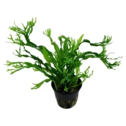Outlet Tropica Akvarieplante i potte Microsorum pteropus Windeløv Akvarieplanter