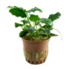 Clearance Tropica Akvarieplante i potte Anubias barteri variant nana Kirin Akvarieplanter