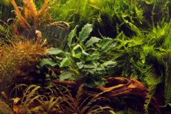 Clearance Tropica Akvarieplante i potte Anubias barteri variant nana Kirin Akvarieplanter