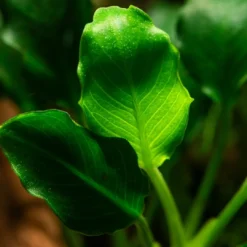Clearance Tropica Akvarieplante i potte Anubias barteri variant nana Kirin Akvarieplanter