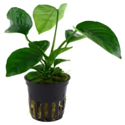 Discount Tropica Akvarieplante i potte Anubias barteri caladiifolia Akvarieplanter|Terrarieplanter