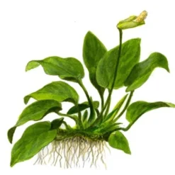 Online Tropica Akvarieplante i potte Anubias barteri Nana Akvarieplanter|Terrarieplanter