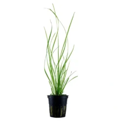 Best Tropica Akvarieplante i potte Cyperus helferi Akvarieplanter|Terrarieplanter