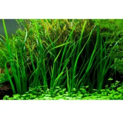 Best Tropica Akvarieplante i potte Cyperus helferi Akvarieplanter|Terrarieplanter