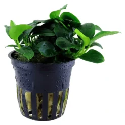 Clearance Tropica Akvarieplante i potte Anubias sp. Petite Akvarieplanter|Terrarieplanter