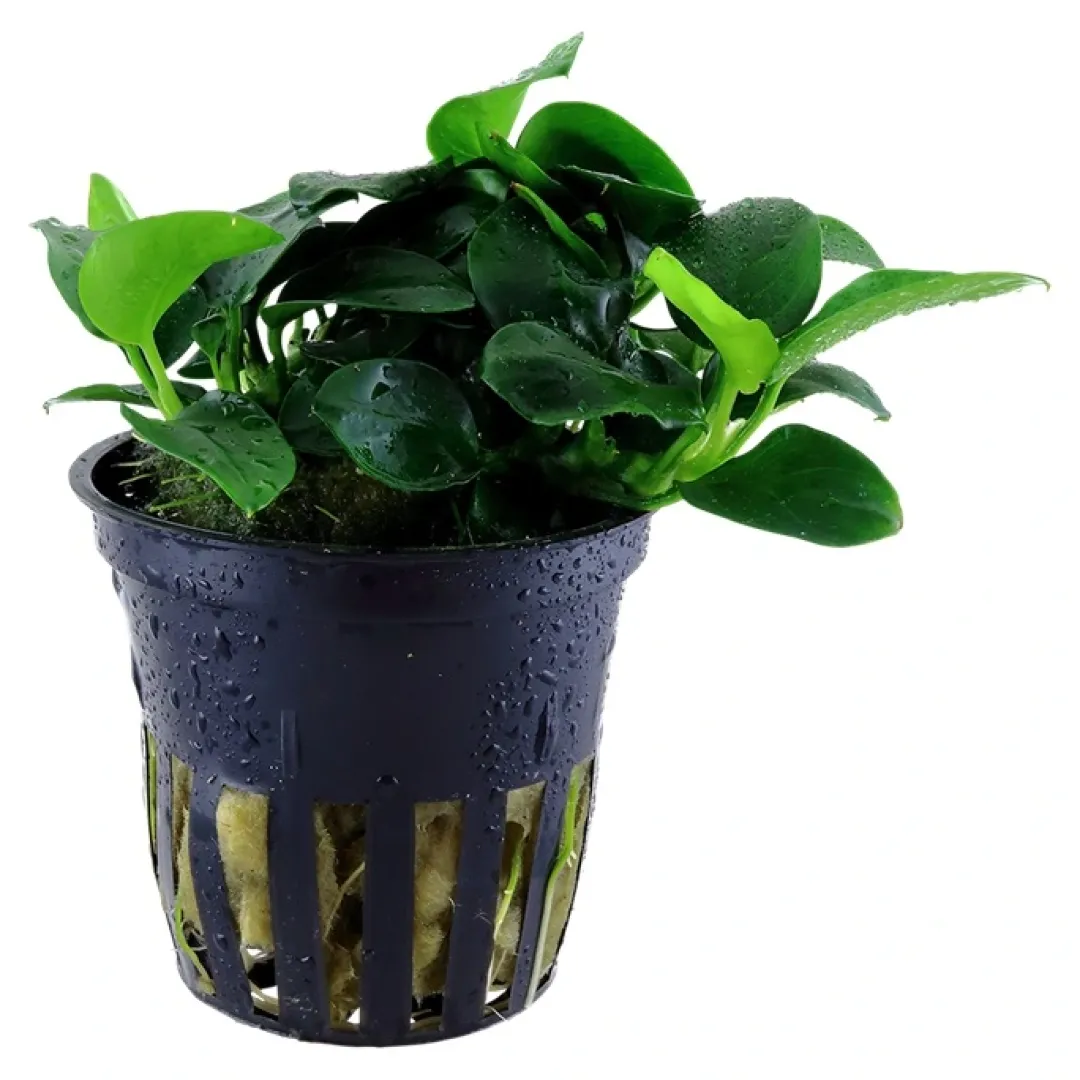 Clearance Tropica Akvarieplante i potte Anubias sp. Petite Akvarieplanter|Terrarieplanter