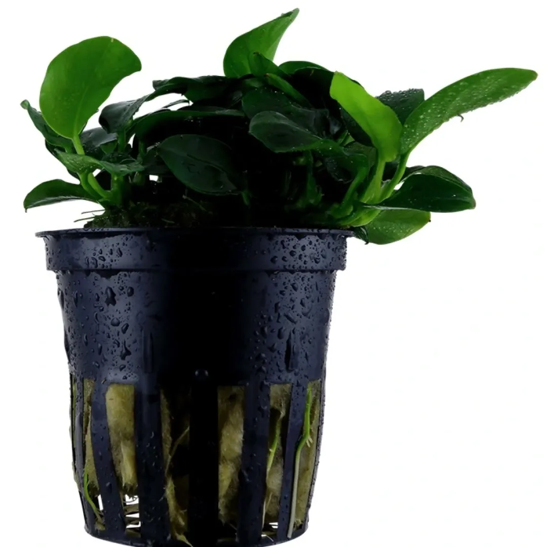 Clearance Tropica Akvarieplante i potte Anubias sp. Petite Akvarieplanter|Terrarieplanter