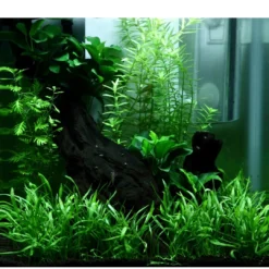 Clearance Tropica Akvarieplante i potte Anubias sp. Petite Akvarieplanter|Terrarieplanter