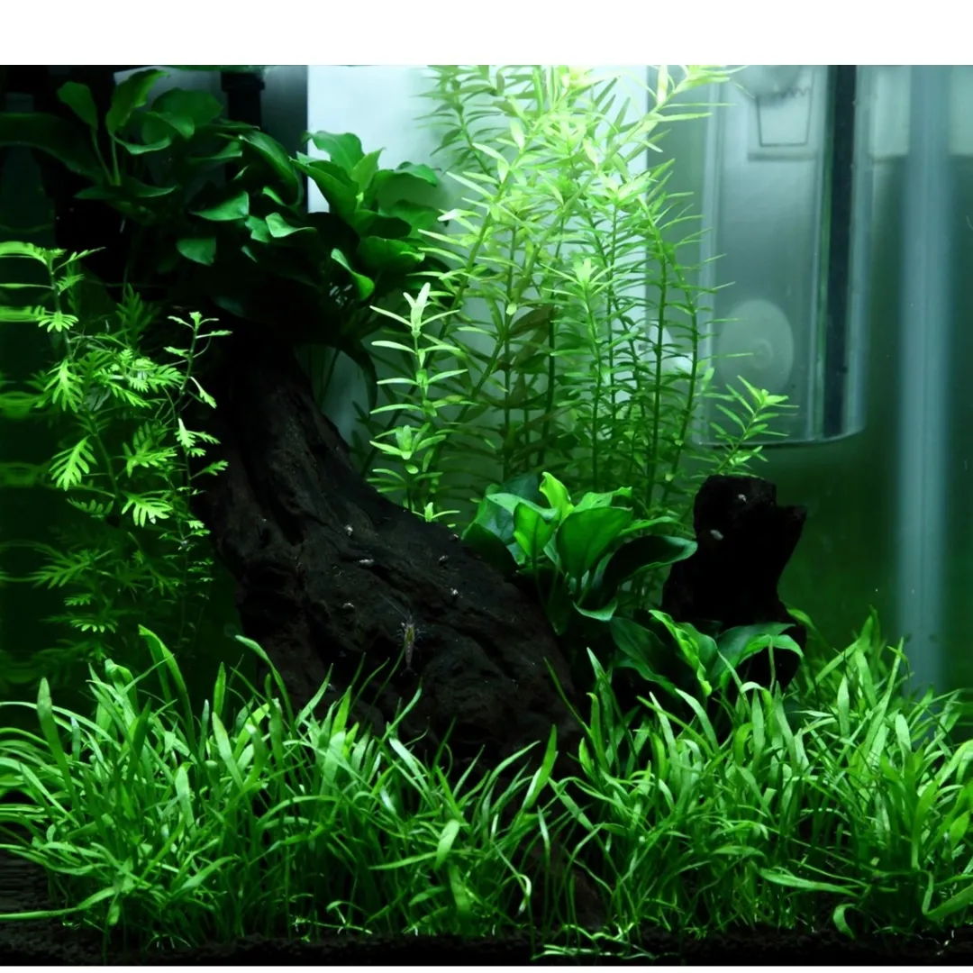 Clearance Tropica Akvarieplante i potte Anubias sp. Petite Akvarieplanter|Terrarieplanter
