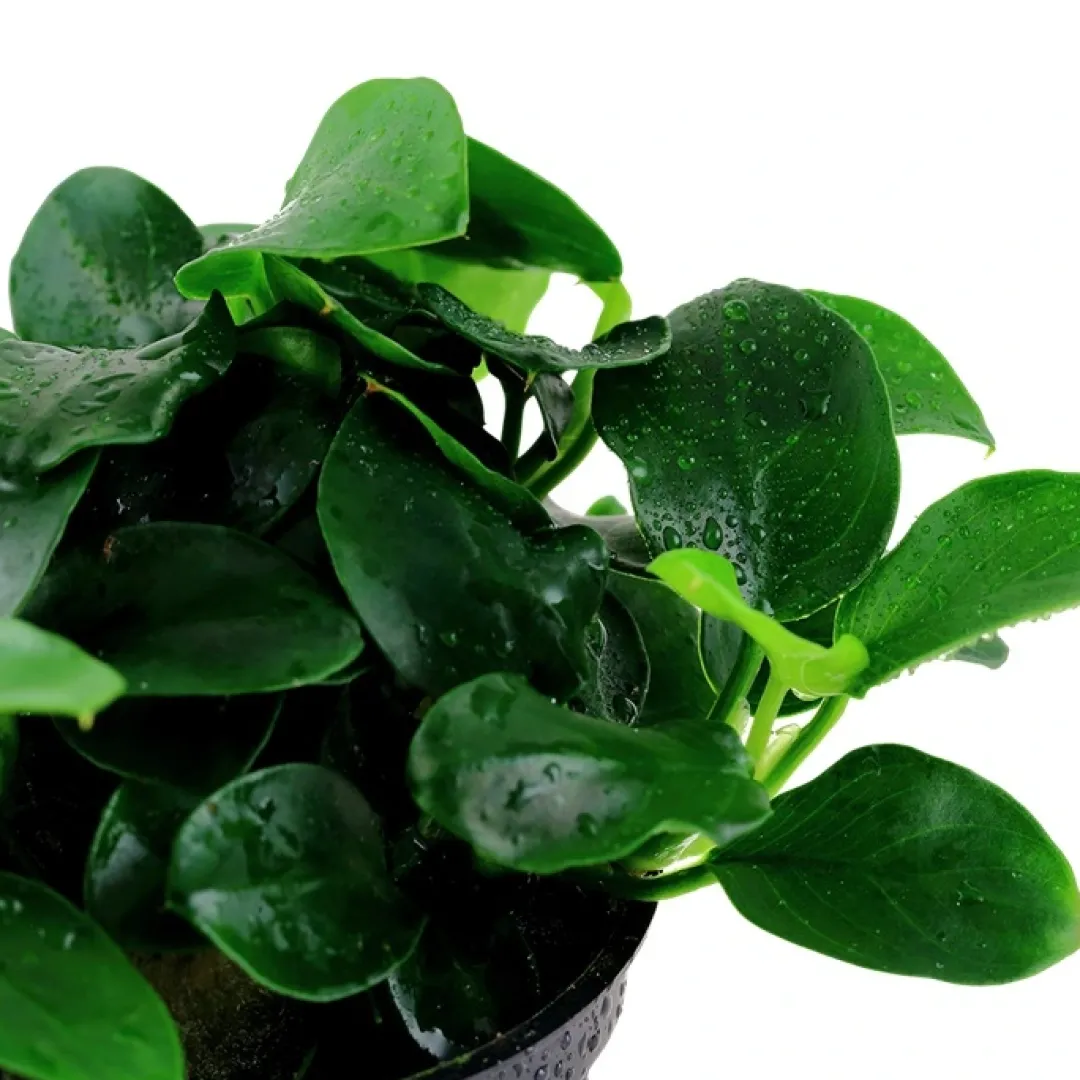 Clearance Tropica Akvarieplante i potte Anubias sp. Petite Akvarieplanter|Terrarieplanter