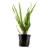 Tropica Akvarieplante i potte Cryptocoryne crispatula Akvarieplanter