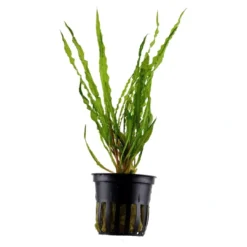 Tropica Akvarieplante i potte Cryptocoryne crispatula Akvarieplanter