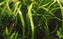Tropica Akvarieplante i potte Cryptocoryne crispatula Akvarieplanter