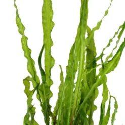 Tropica Akvarieplante i potte Cryptocoryne crispatula Akvarieplanter