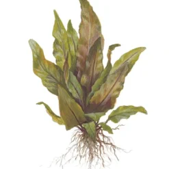 Outlet Tropica Akvarieplante i potte Cryptocoryne undulata broad leaves Akvarieplanter