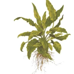 Clearance Tropica Akvarieplante i potte Cryptocoryne wendtii Green Akvarieplanter