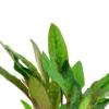 Best Tropica Akvarieplante i potte Cryptocoryne beckettii petchii Akvarieplanter