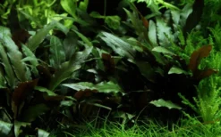 Best Tropica Akvarieplante i potte Cryptocoryne beckettii petchii Akvarieplanter