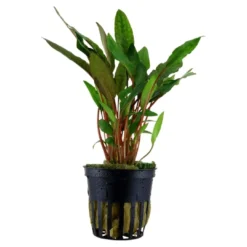 Best Tropica Akvarieplante i potte Cryptocoryne beckettii petchii Akvarieplanter