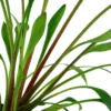Best Tropica Akvarieplante i potte Cryptocoryne x willisii Akvarieplanter
