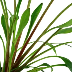 Best Tropica Akvarieplante i potte Cryptocoryne x willisii Akvarieplanter