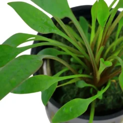 Best Tropica Akvarieplante i potte Cryptocoryne x willisii Akvarieplanter