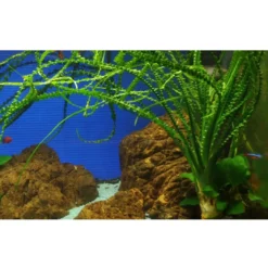 Hot Tropica Akvarieplante i potte Crinum calamistratum Akvarieplanter