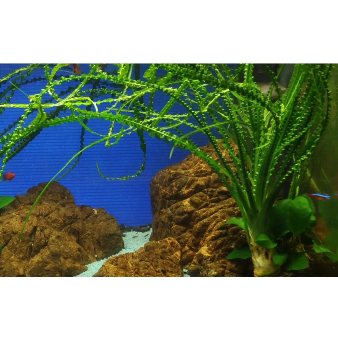 Hot Tropica Akvarieplante i potte Crinum calamistratum Akvarieplanter