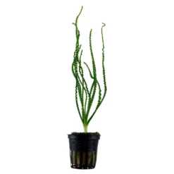 Hot Tropica Akvarieplante i potte Crinum calamistratum Akvarieplanter