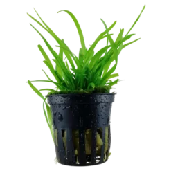 Best Tropica Akvarieplante i potte Sagittaria subulata Akvarieplanter