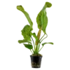 Tropica Akvarieplante i potte Echinodorus Ozelot green Akvarieplanter