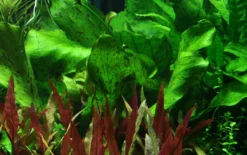 Tropica Akvarieplante i potte Echinodorus Ozelot green Akvarieplanter