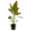 Hot Tropica Akvarieplante i potte Echinodorus Ozelot Akvarieplanter
