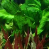 New Tropica Akvarieplante i potte Echinodorus Rose Akvarieplanter