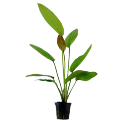 New Tropica Akvarieplante i potte Echinodorus Rose Akvarieplanter