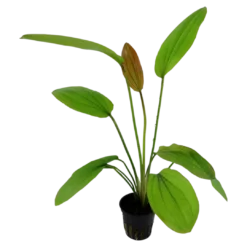 New Tropica Akvarieplante i potte Echinodorus Rose Akvarieplanter