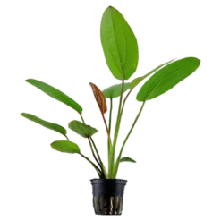 Best Tropica Akvarieplante i potte Echinodorus x barthii Akvarieplanter