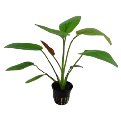 Best Tropica Akvarieplante i potte Echinodorus x barthii Akvarieplanter
