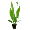 Best Tropica Akvarieplante i potte Echinodorus grisebachii (bleherae) Akvarieplanter