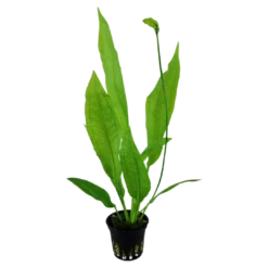 Best Tropica Akvarieplante i potte Echinodorus grisebachii (bleherae) Akvarieplanter