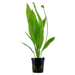 Best Tropica Akvarieplante i potte Echinodorus grisebachii (bleherae) Akvarieplanter