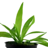 Outlet Tropica Akvarieplante i potte Helanthium bolivianum Quadricostatus Akvarieplanter